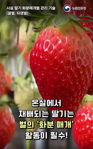 화분매개벌 관리기술로 품질 좋은 딸기 생산 방법!