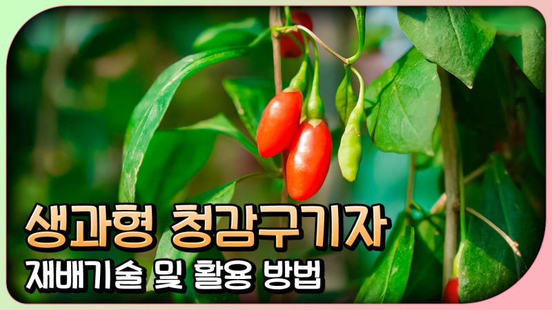 생과형 '청감' 구기자 재배기술 및 활용 방법