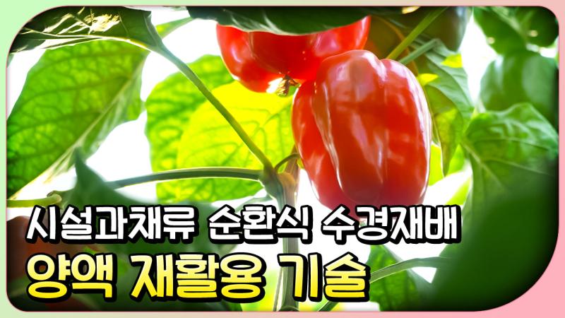 시설과채류 순환식 수경재배 양액 재사용 기술