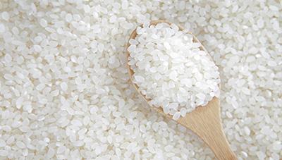 가루쌀 바로미2 재배기술 재배력 제작 
