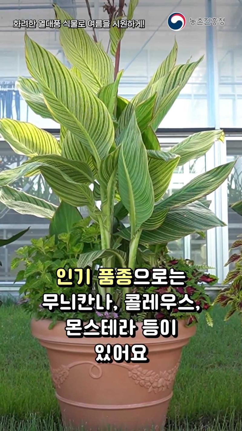 화려한 열대풍 식물로 여름을 시원하게!