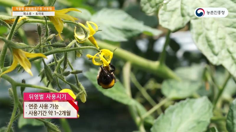 3_작물별 화분매개곤충 사용법 채소류 - 토마토