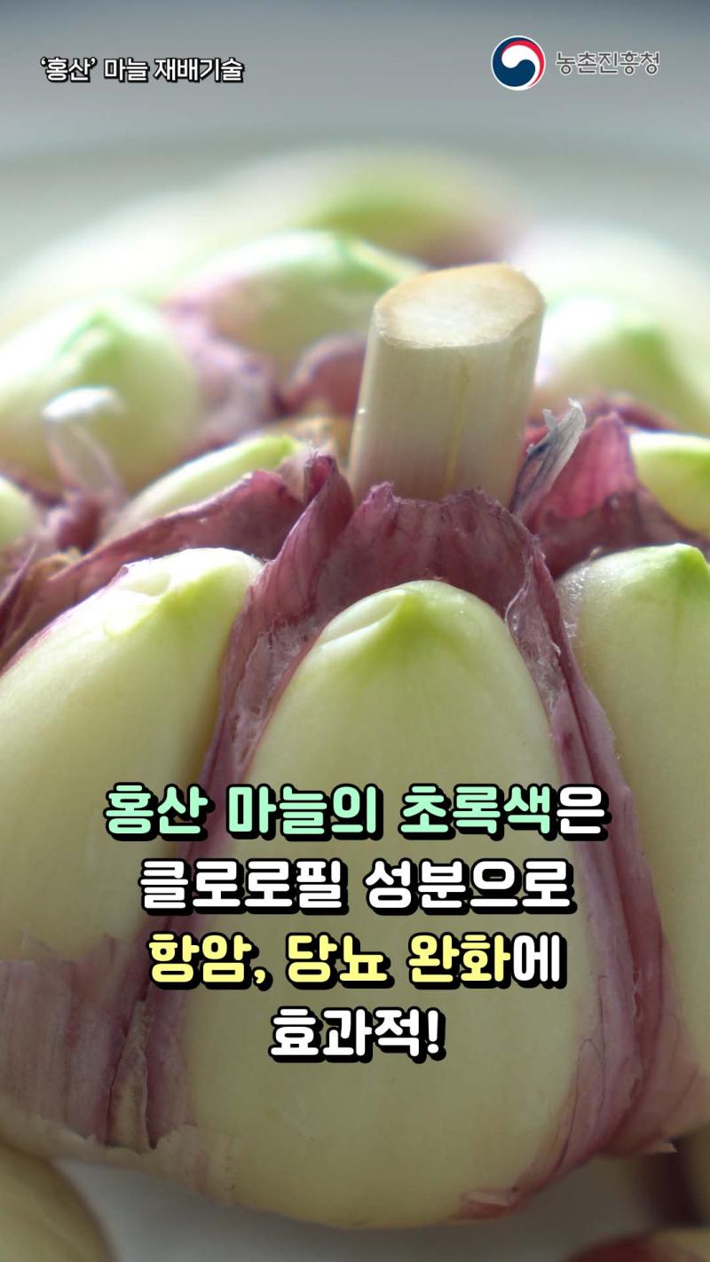 '홍산' 마늘 재배기술