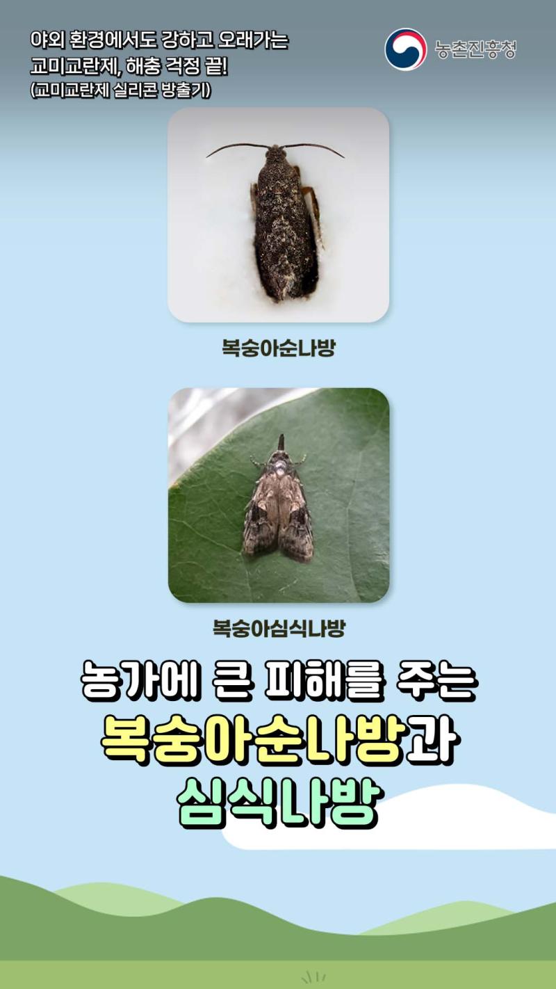 야외 환경에서도 강하고 오래가는 교미교란제, 해충 걱정 끝!