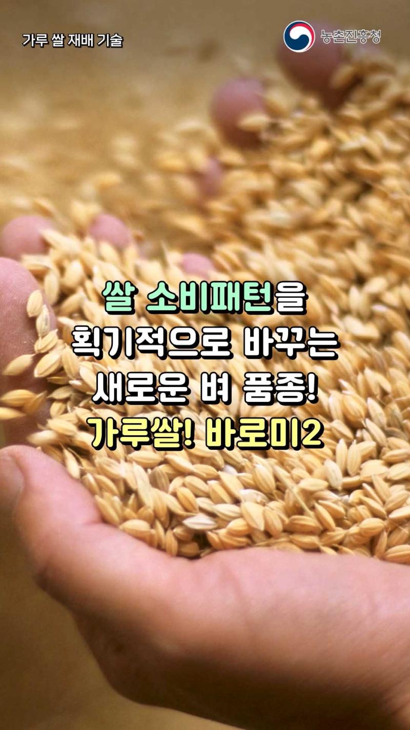 가루쌀 재배기술