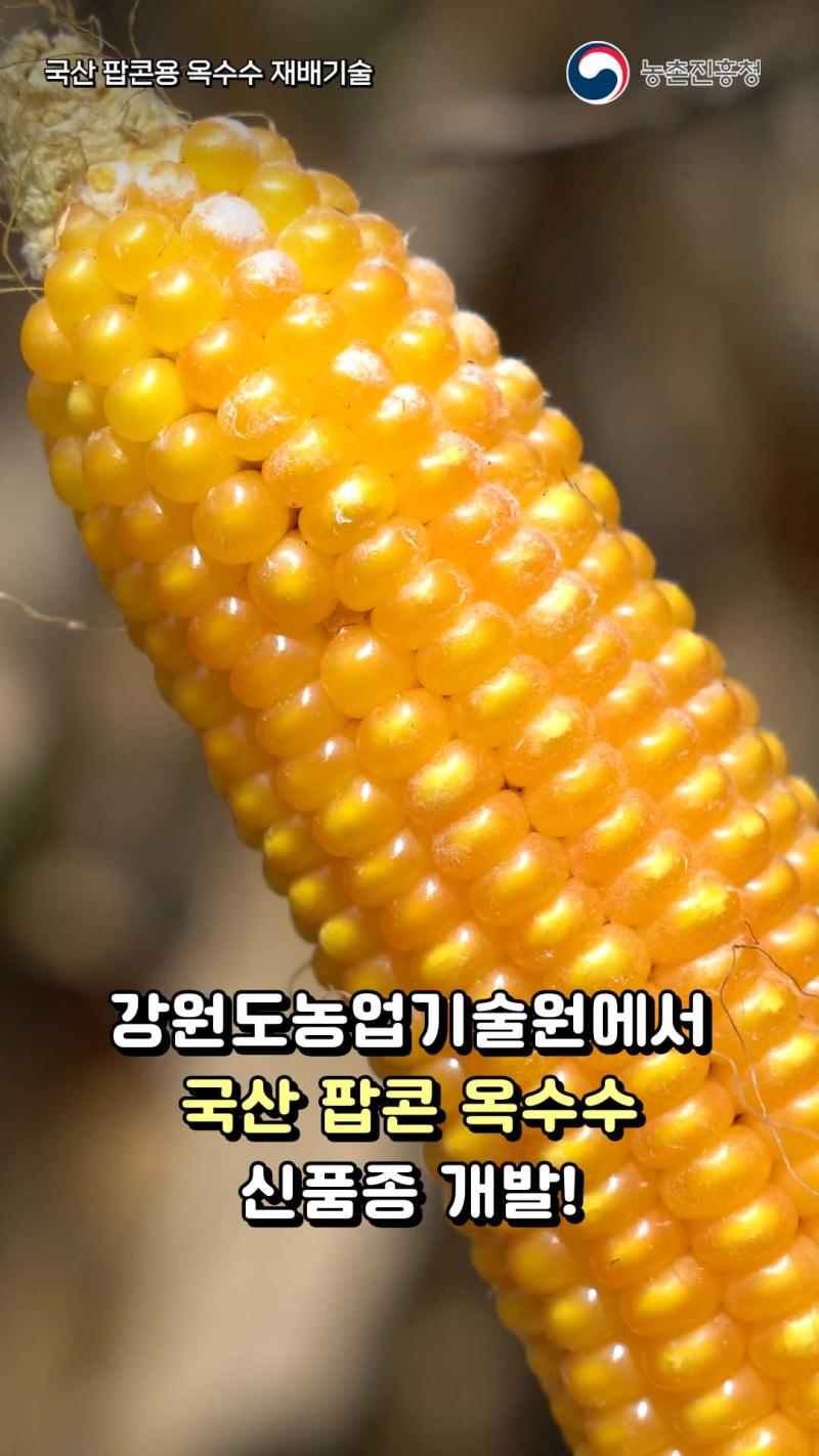 국산 팝콘용 옥수수 재배기술