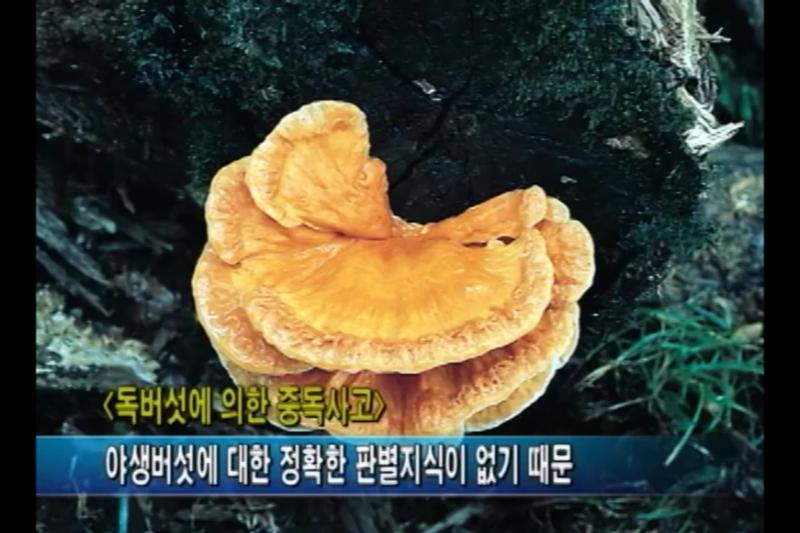 독버섯에 대한 잘못된 상식_인터뷰