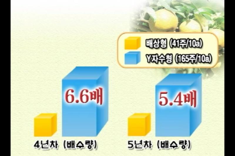 배 Y자 밀식재배의 증수효과