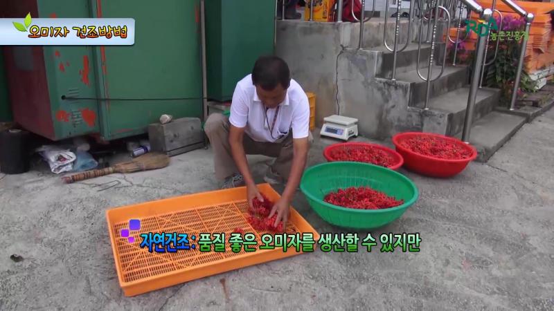 오미자 자연건조_열풍건조 방법