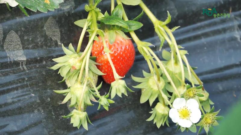 딸기 무병모주 원묘 생산 체계-조직배양