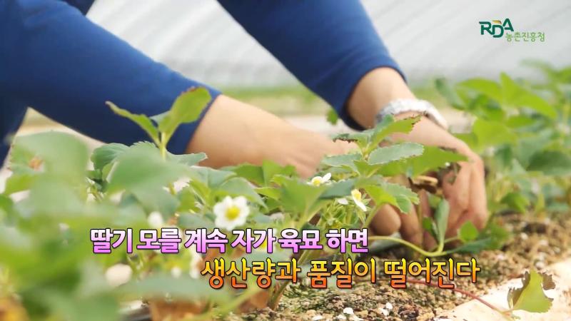 딸기 자가육묘 현황_인터뷰-딸기 모주 중요성