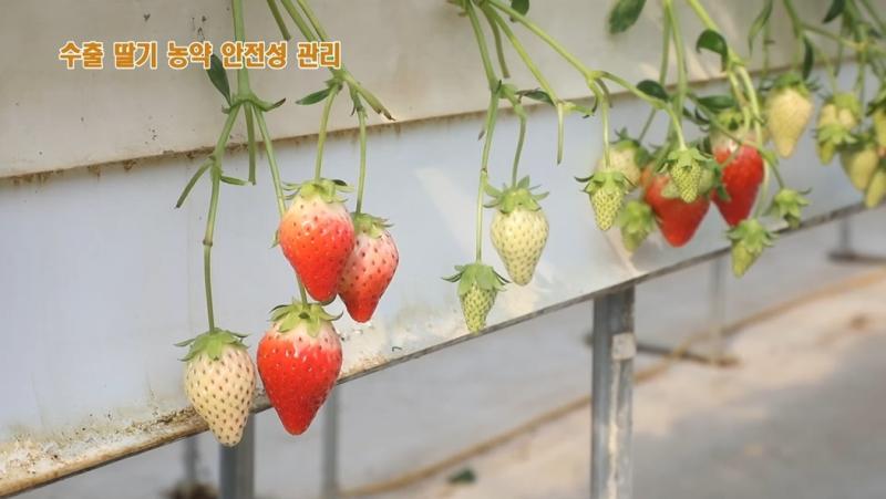 수출 딸기 농약 안전성 관리