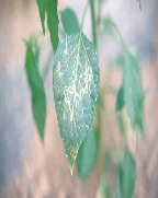 아메리카잎굴파리