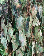 아메리카잎굴파리