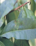 잎흰가루병