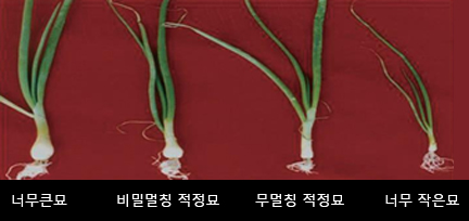 정식묘의 크기