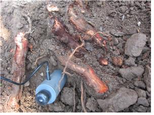 지하부 뿌리 고사상태(1) 