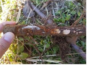 고사나무 뿌리의 흰색균사 발생상태(2)