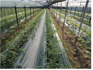 토마토재배 생육 광경(신초가 기형 임)