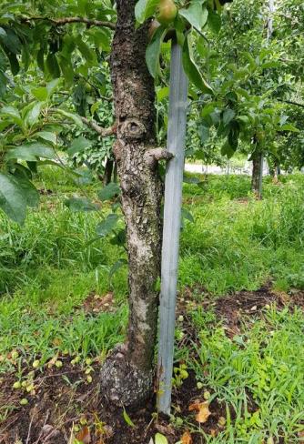 적진병 발생한 10년생 사과나무의 주간