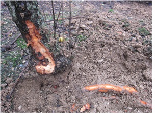 생육불량나무 원줄기, 뿌리 수피 고사상태