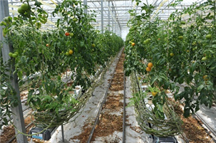 토마토 재배포장 전경