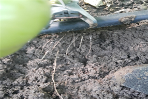 생육 불량 토마토 뿌리 모양
