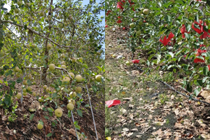 낙엽이 심한 나무(좌)와 낙엽된 잎들(우) 