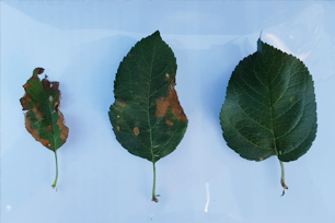 약해가 심한 잎(좌), 가벼운 잎(중) 및 정상 잎(우)