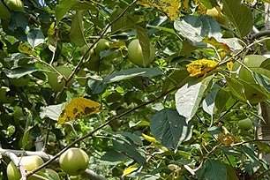 과다결실과 낙엽 된 ‘후지’ 사과나무