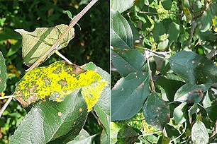 갈반병(좌)과 반점낙엽병(우) 피해 잎