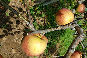 낙엽되어 일소 피해받은 ‘자홍’ 사과