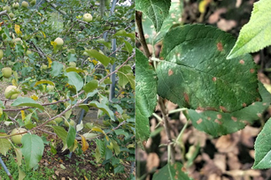갈반병(좌)과 반점낙엽병(우)에 이병된 잎