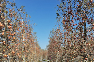 조기 낙엽 된 주간 5m의 사과원 전경