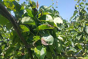 제초제 피해 흔(잎끝이 갈변하여 부서짐 5.25) 사진