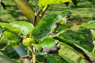 제초제 피해 잎과 과실(5.12) 사진