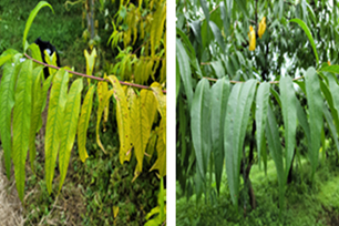 (왼)이상 잎,(오른)정상 잎 사진