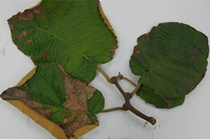 잎 마름 증상 사진
