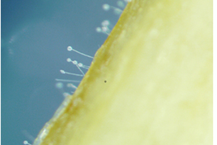 Fusarium sp. 분생자경 사진