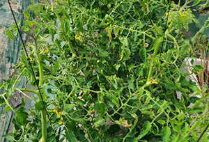 토마토 잎끝 마름증상(중앙) 사진