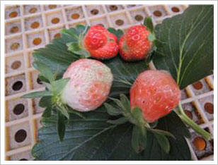 딸기 열매 크기와 상태