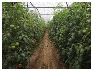 민원 농가의 토마토의 생육상태