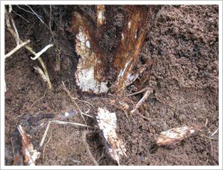 고사나무 뿌리의 흰색균사 발생상태(1)