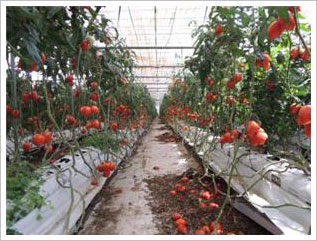 토마토 재배 광경