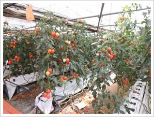 토마토 재배 광경