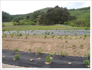 산채류 재배포장 전경