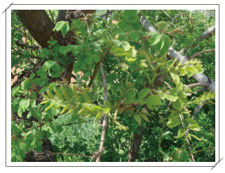 아카시아 잎 상태(소엽, 기형증상)