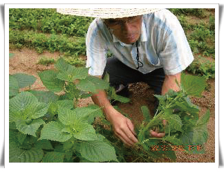 들깨의 개화수 조사