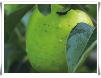 사과 열매 과점 부위 반점 피해 증상 1