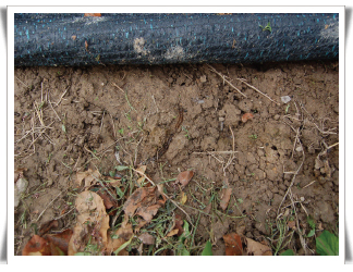 피해발생 1달여 후 과수원 토양 표면